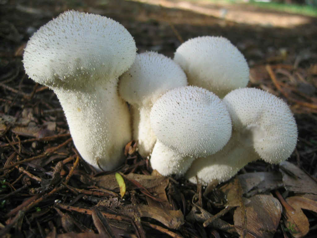 2005 :  Un anno di funghi